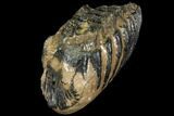 Partial Southern Mammoth Molar - Hungary #111884-3